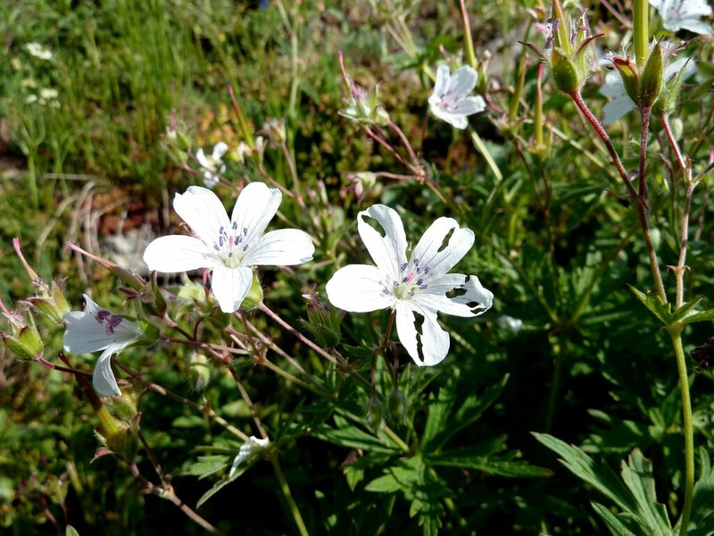 Geranium rivulare photo 8