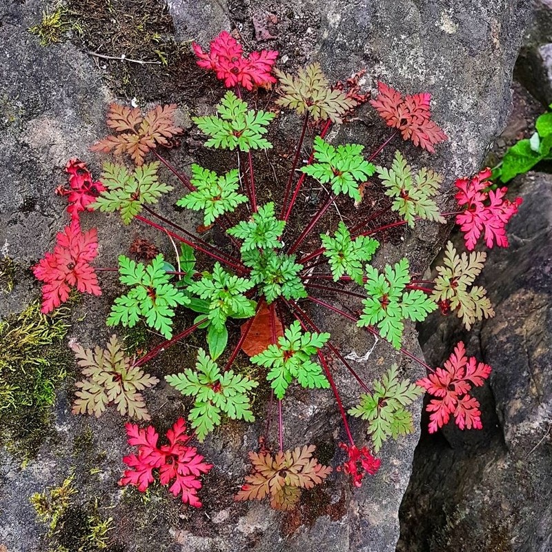 Robert Geranium photo 8