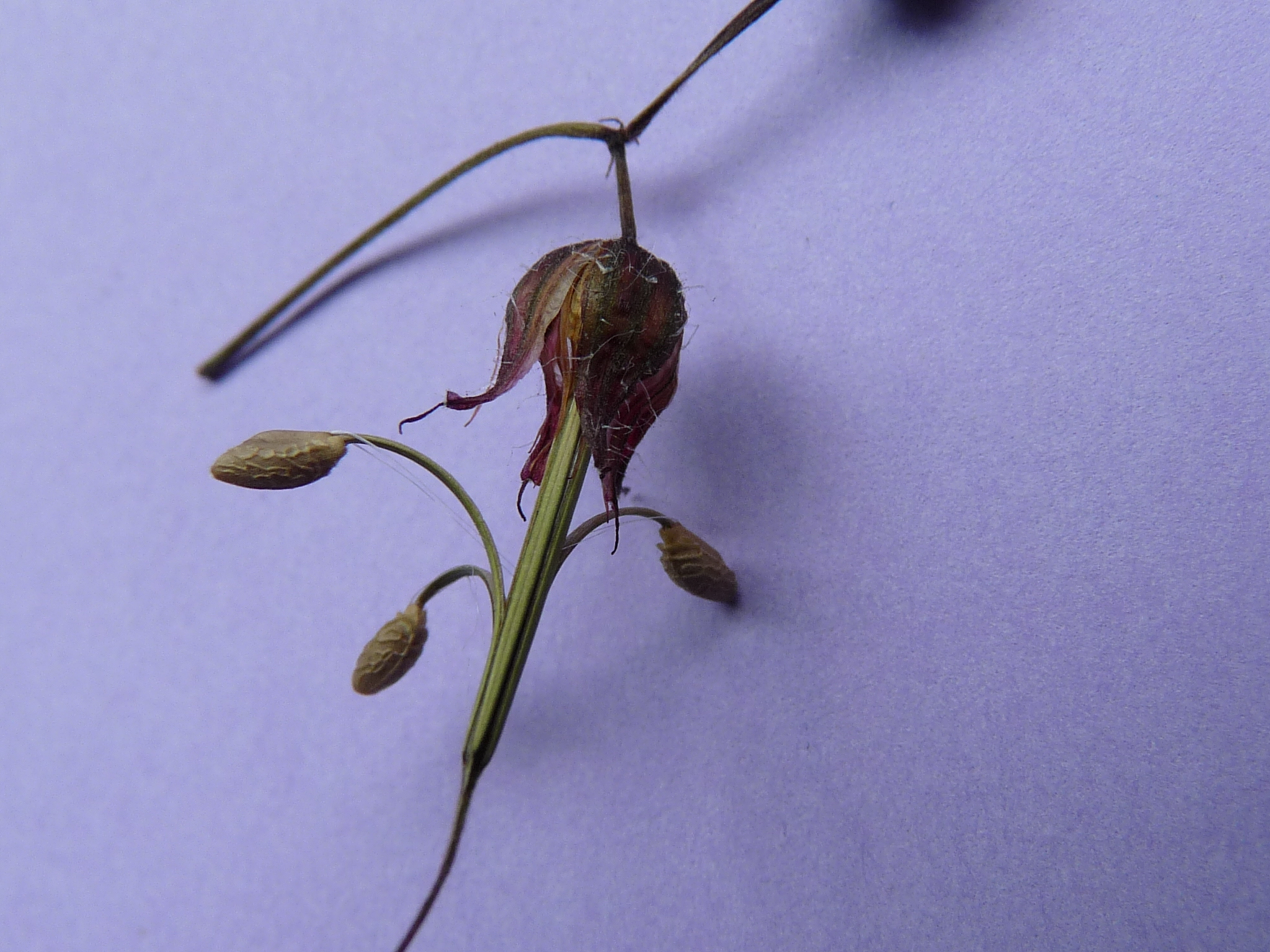 Robert Geranium photo 2