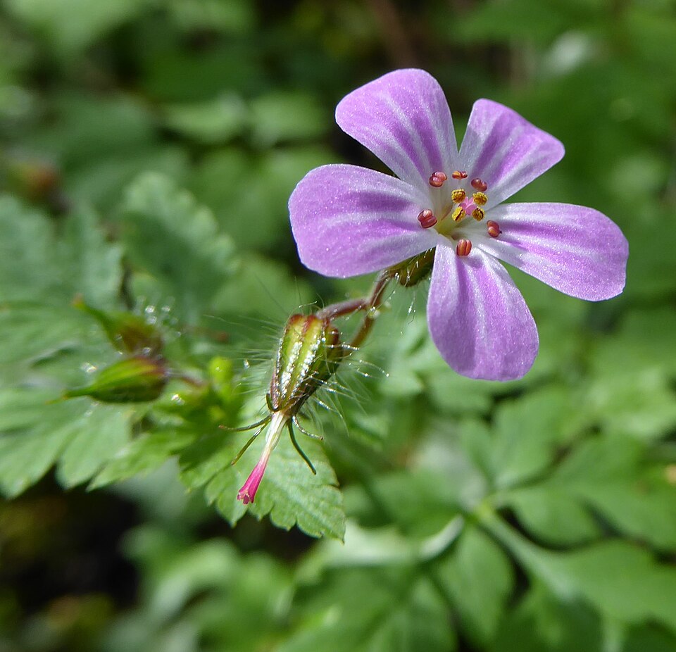 Robert Geranium photo 3