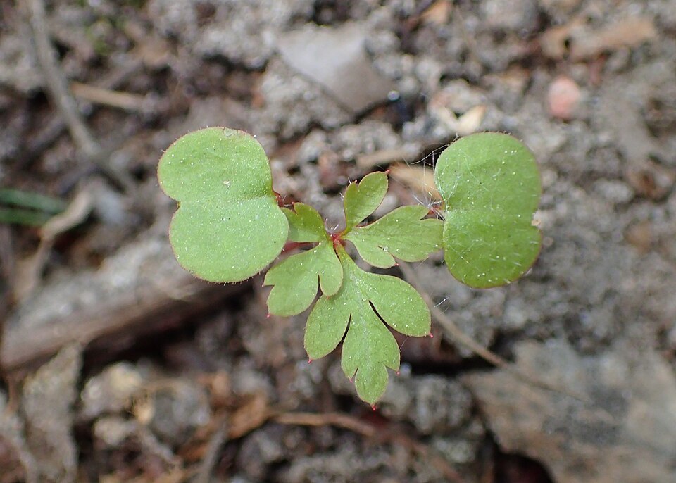 Robert Geranium photo 4