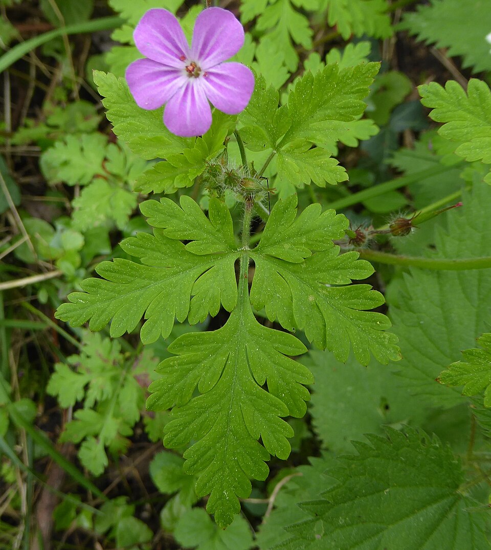 Robert Geranium photo 5