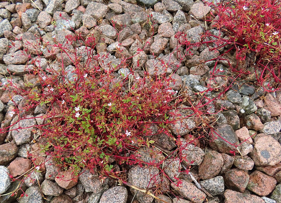 Robert Geranium photo 6