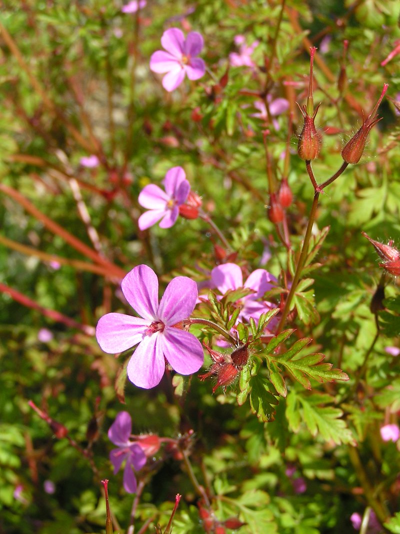 Robert Geranium