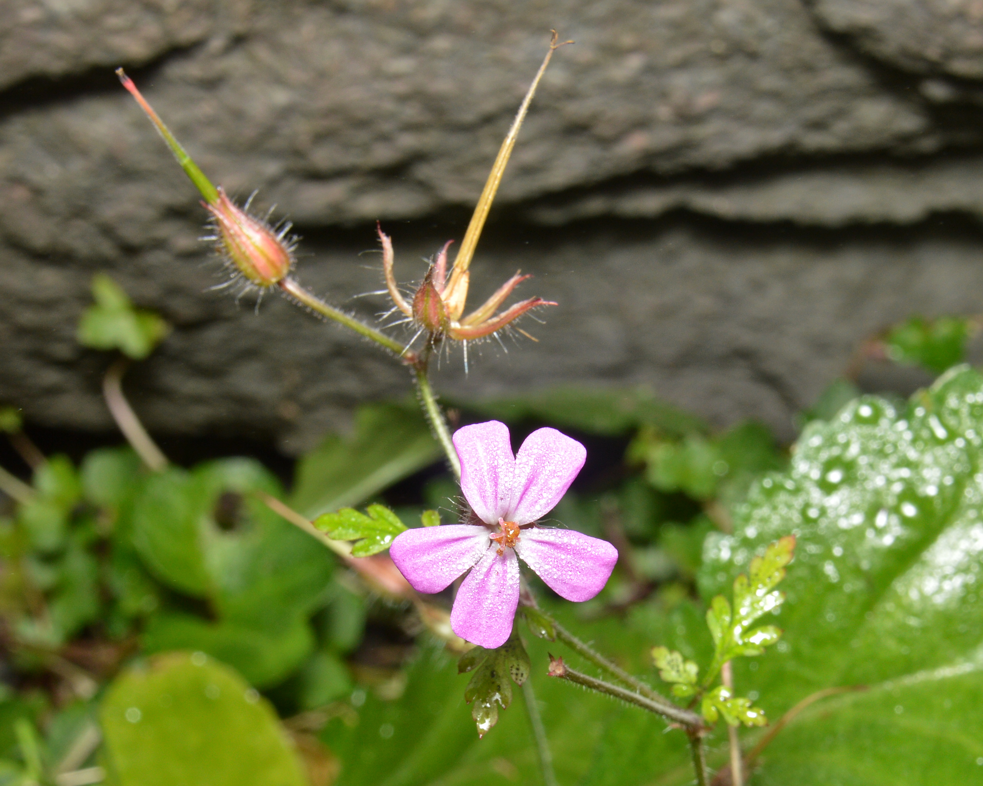 Robert Geranium photo 7