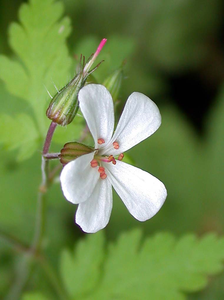 Robert Geranium photo 8