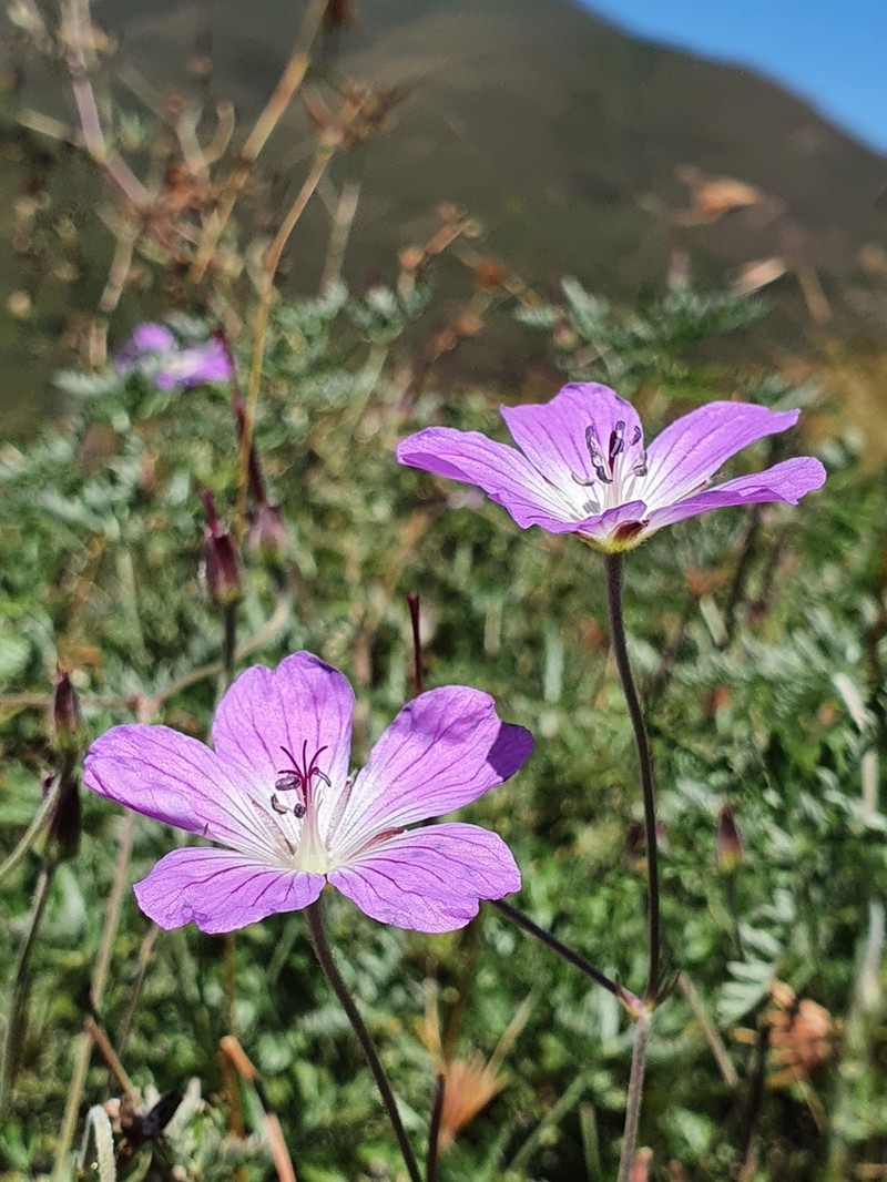 Geranium robustum