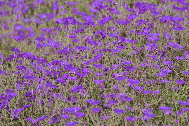 Geranium robustum photo 2