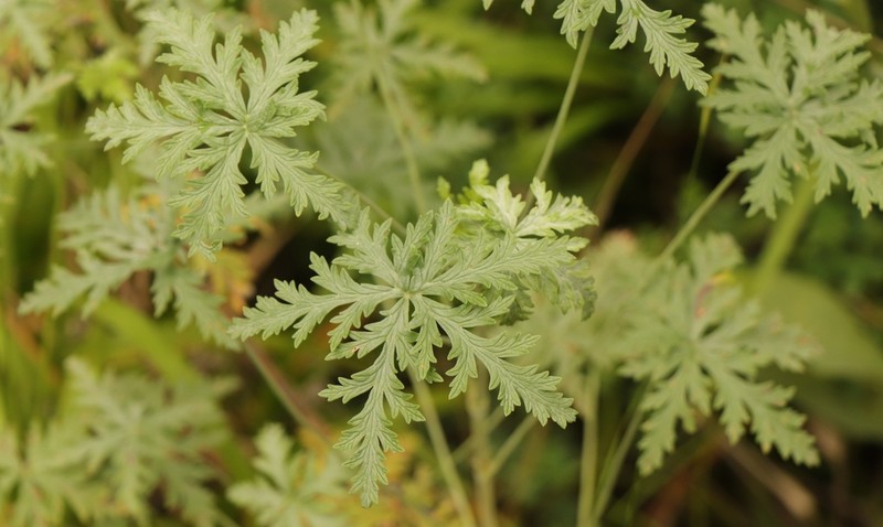 Geranium robustum photo 4