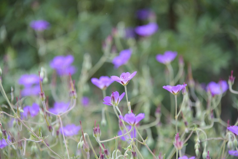 Geranium robustum photo 5