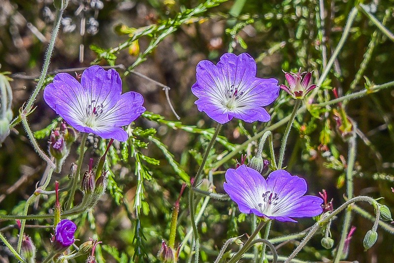 Geranium robustum photo 6