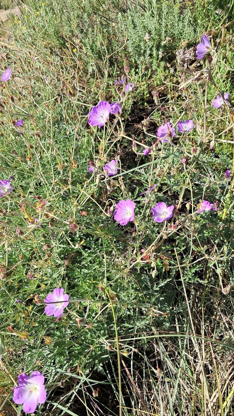 Geranium robustum photo 7