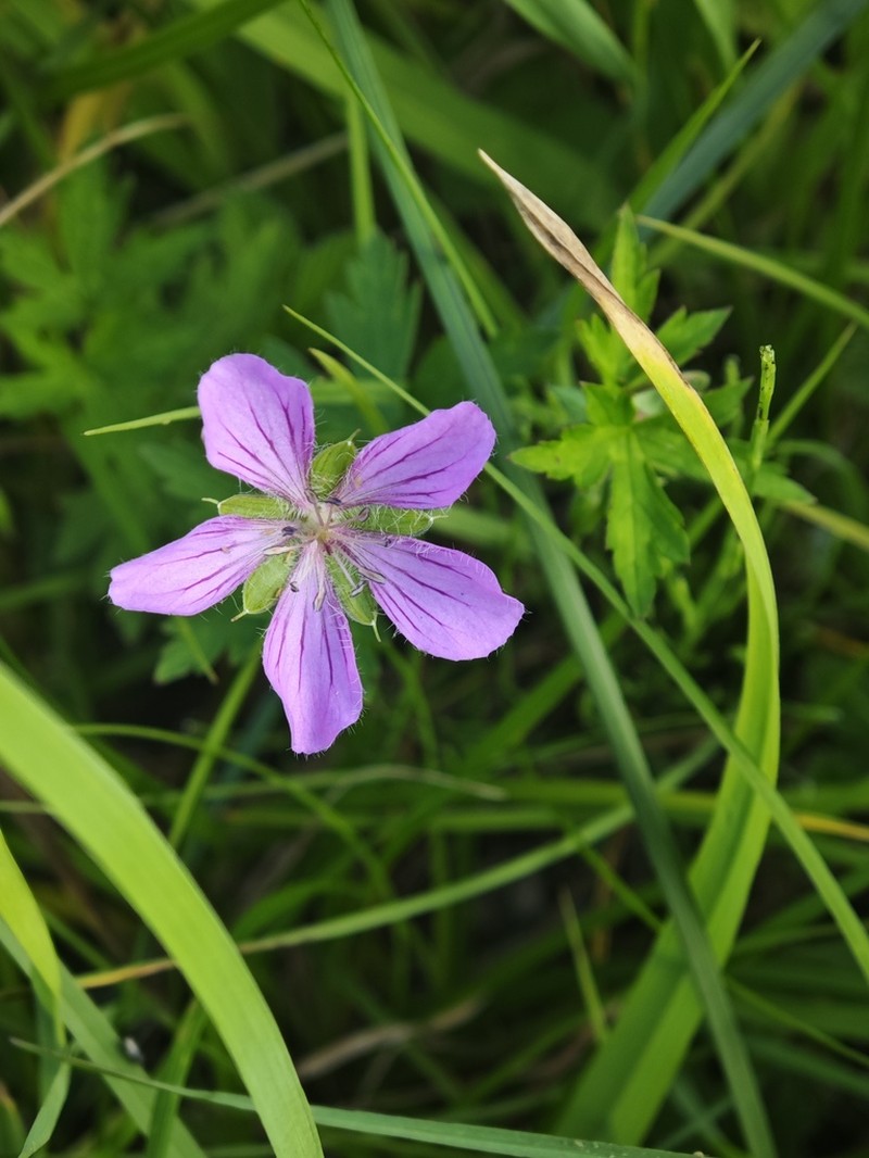 Geranium rosthornii