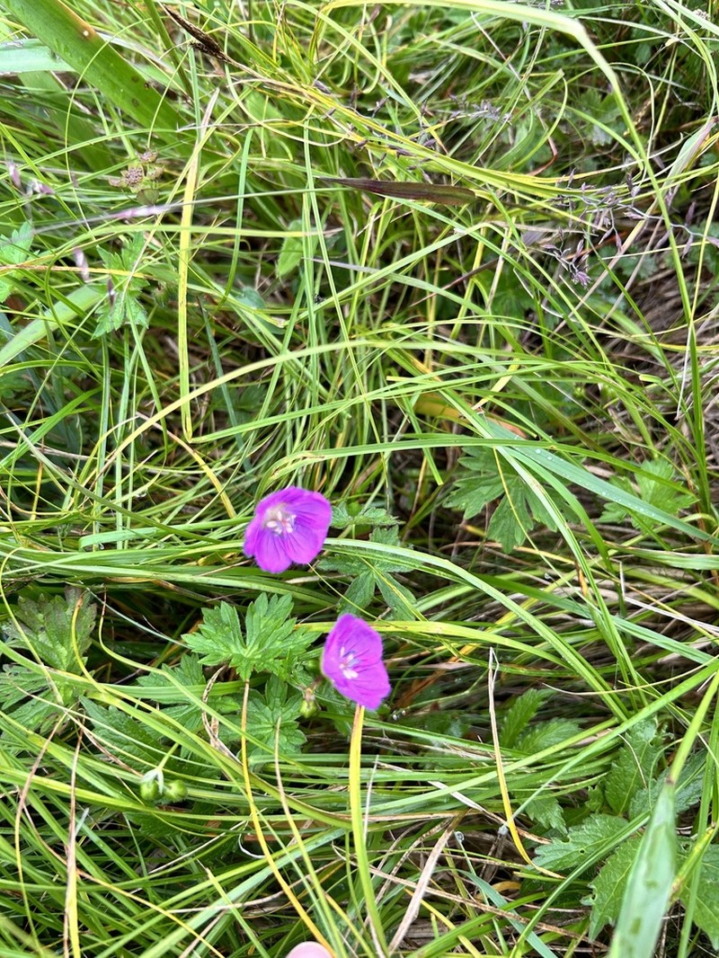 Geranium rosthornii photo 2