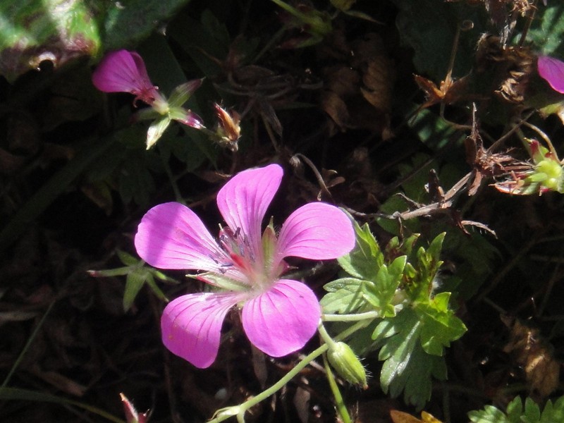 Geranium rosthornii photo 3