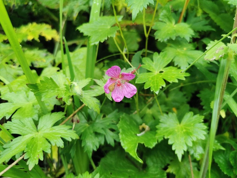 Geranium rosthornii photo 4
