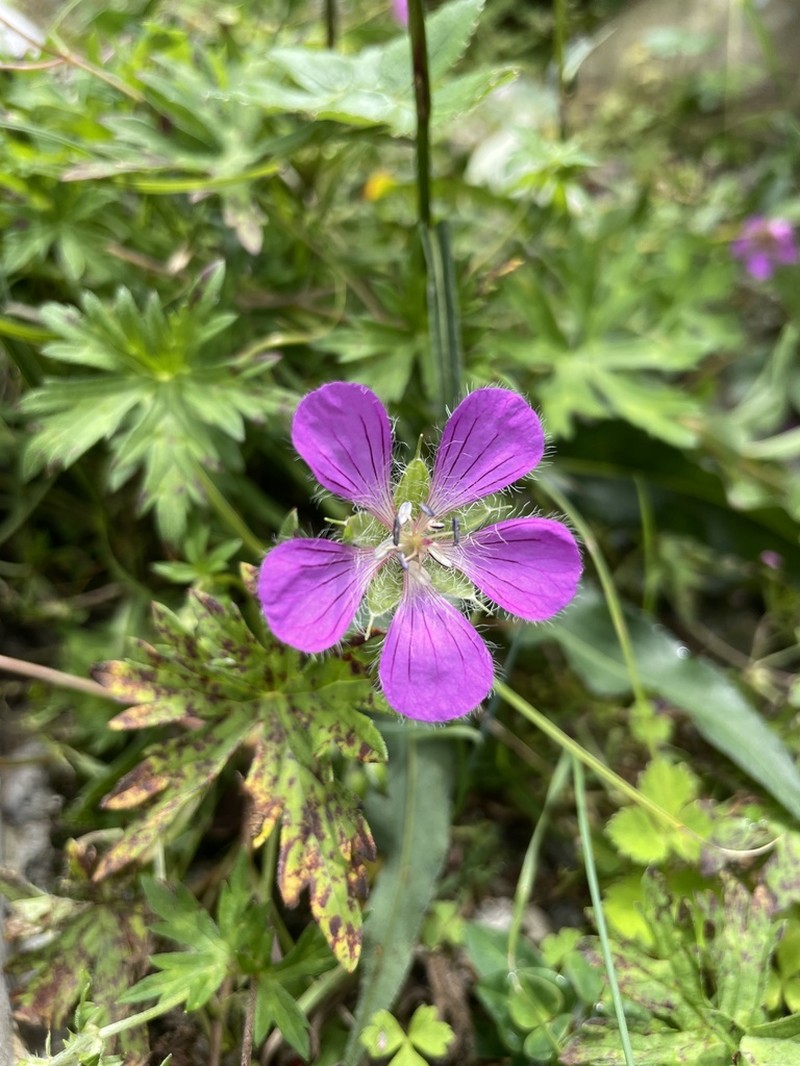 Geranium rosthornii photo 5