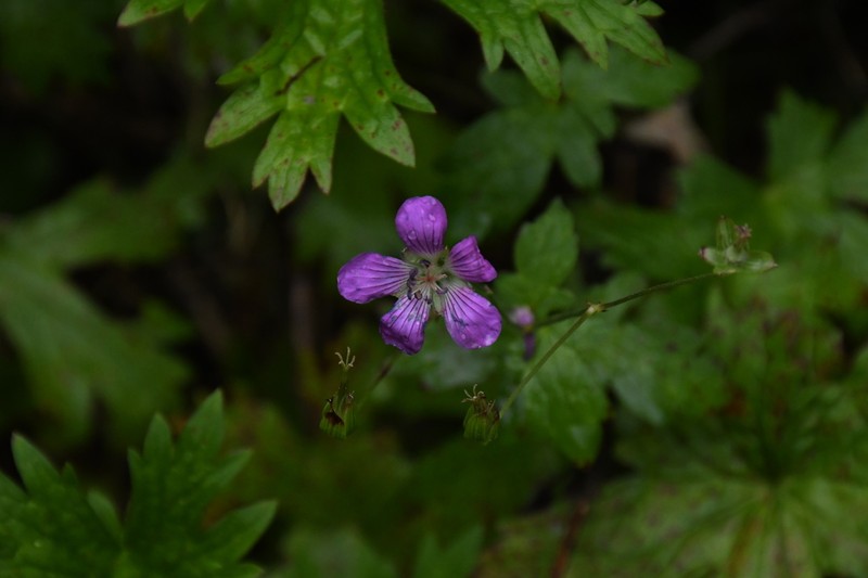 Geranium rosthornii photo 6