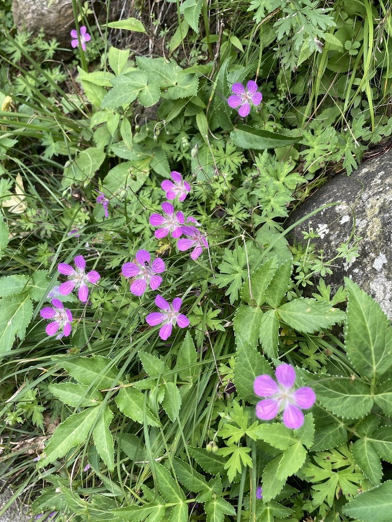 Geranium rosthornii photo 7