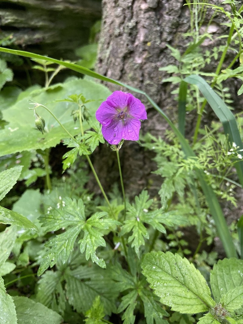 Geranium rosthornii photo 8