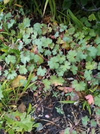 Roundleaf Geranium