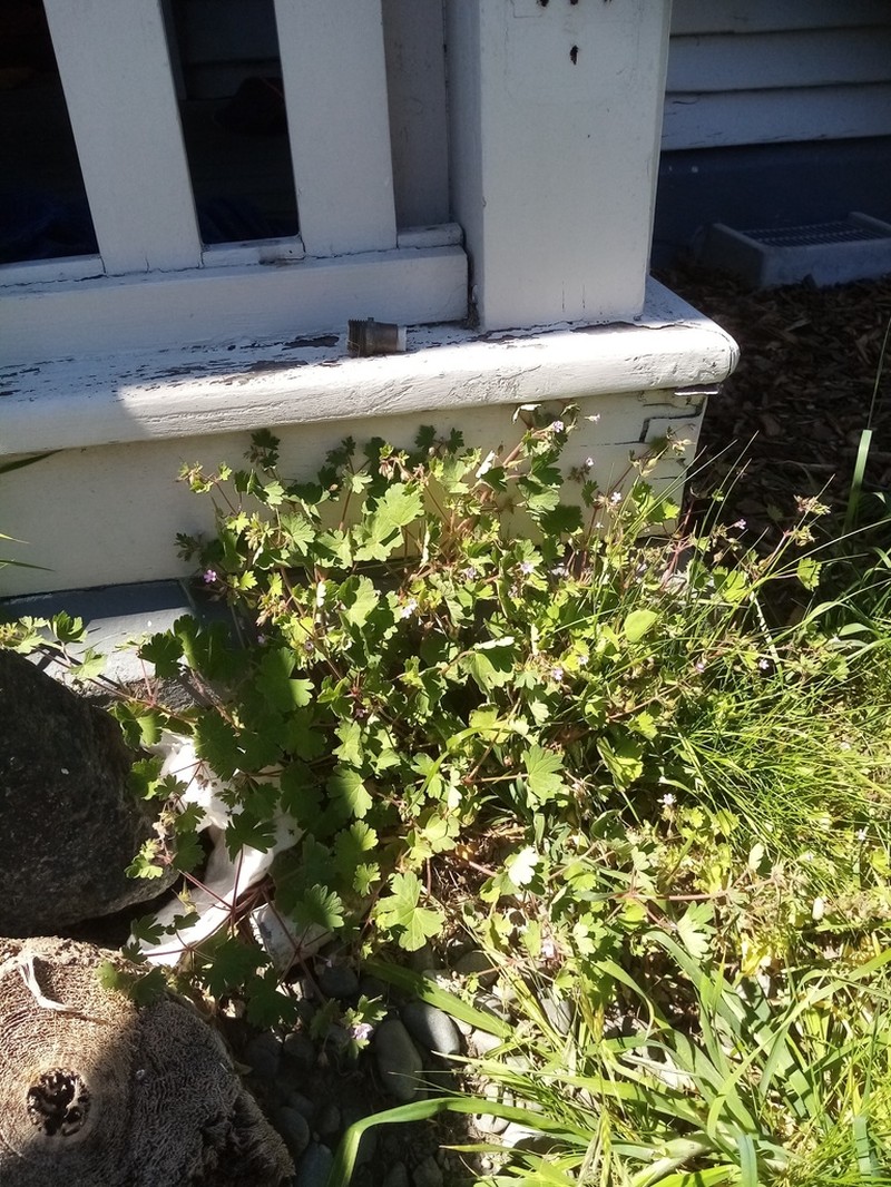 Roundleaf Geranium photo 2