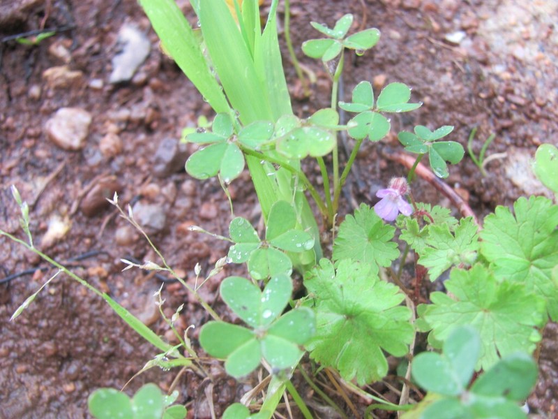 Roundleaf Geranium photo 3