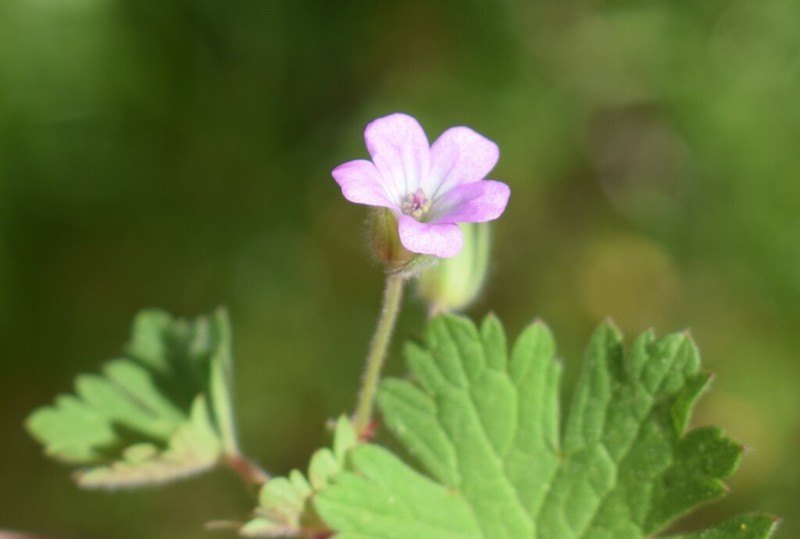 Roundleaf Geranium photo 4