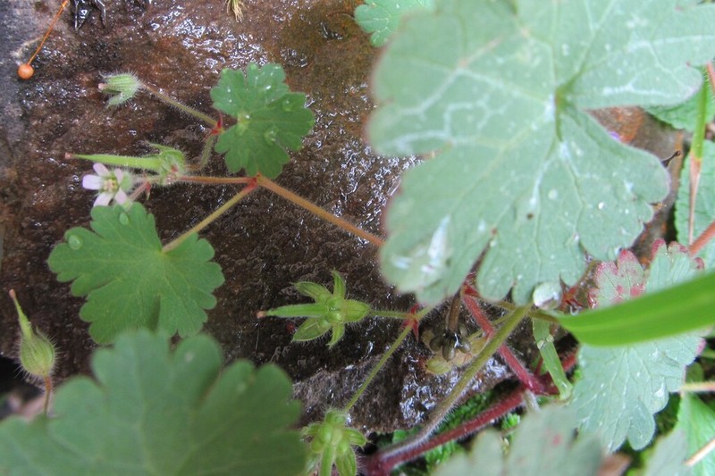 Roundleaf Geranium photo 5