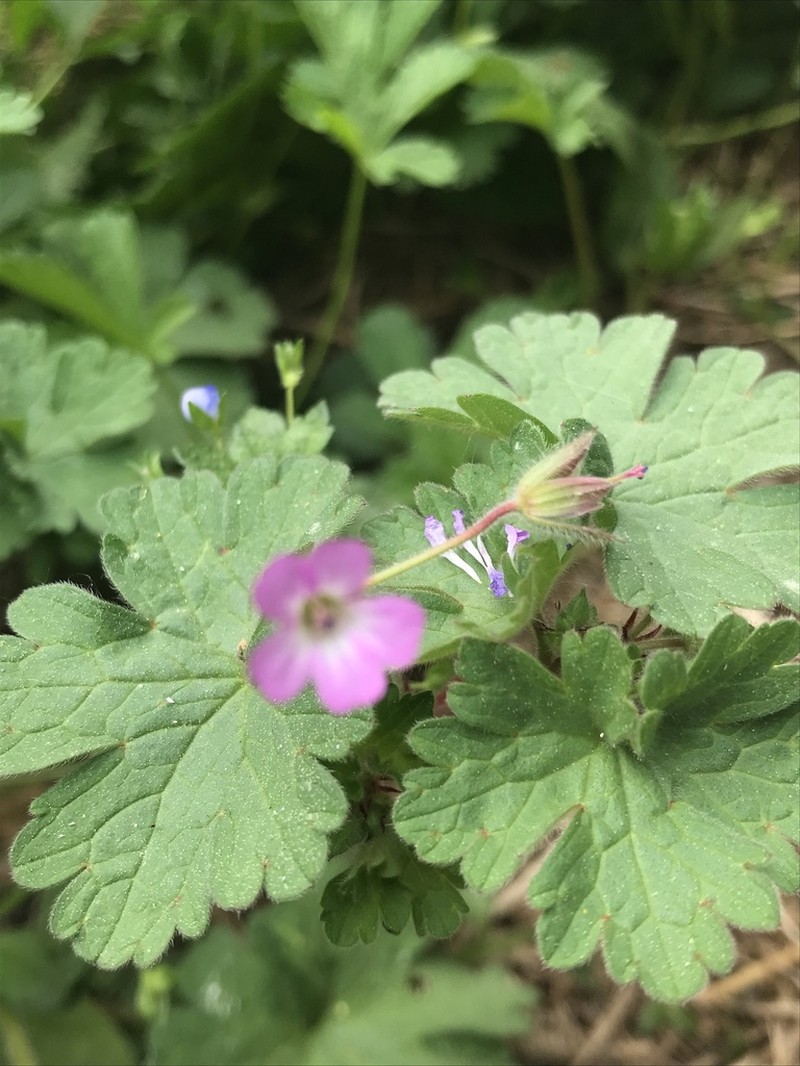 Roundleaf Geranium photo 6