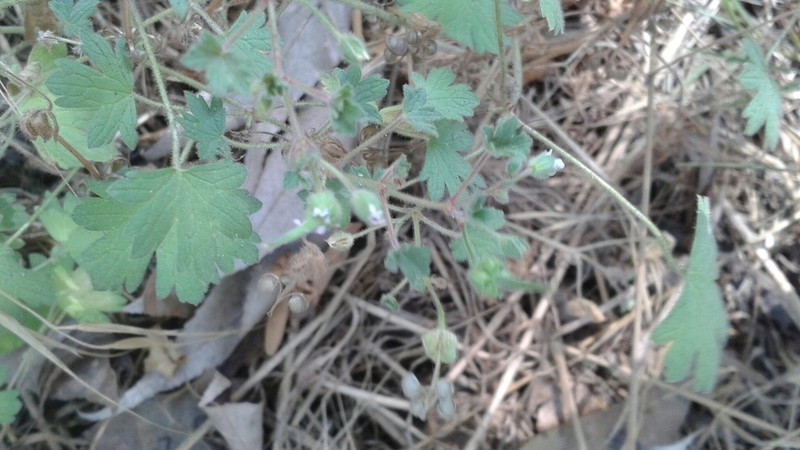 Roundleaf Geranium photo 7