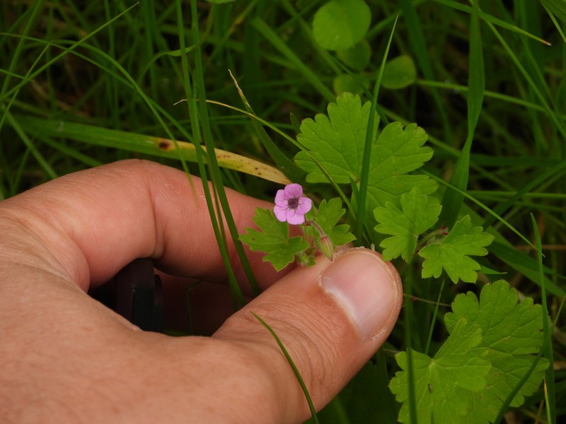 Roundleaf Geranium photo 8