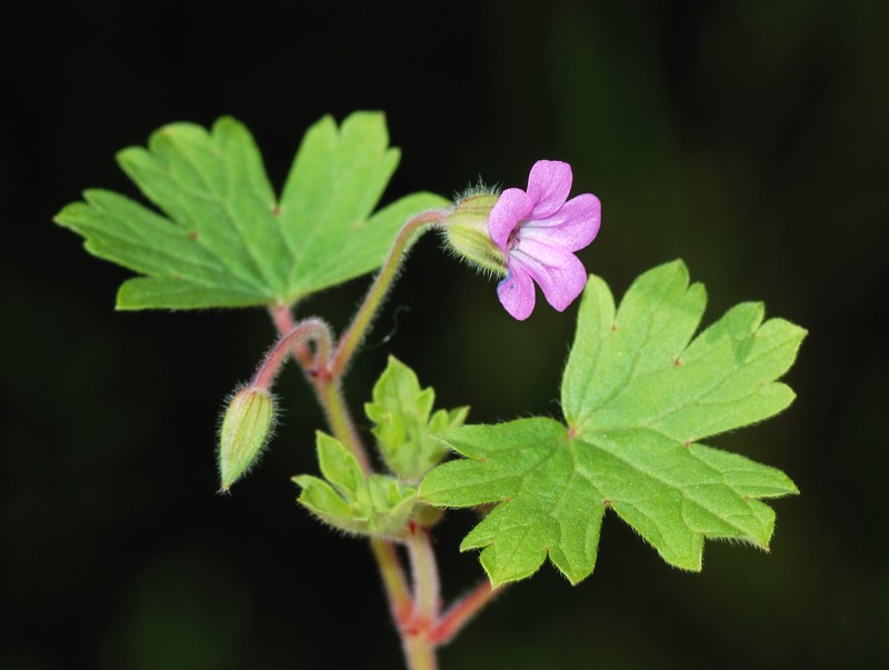 Roundleaf Geranium