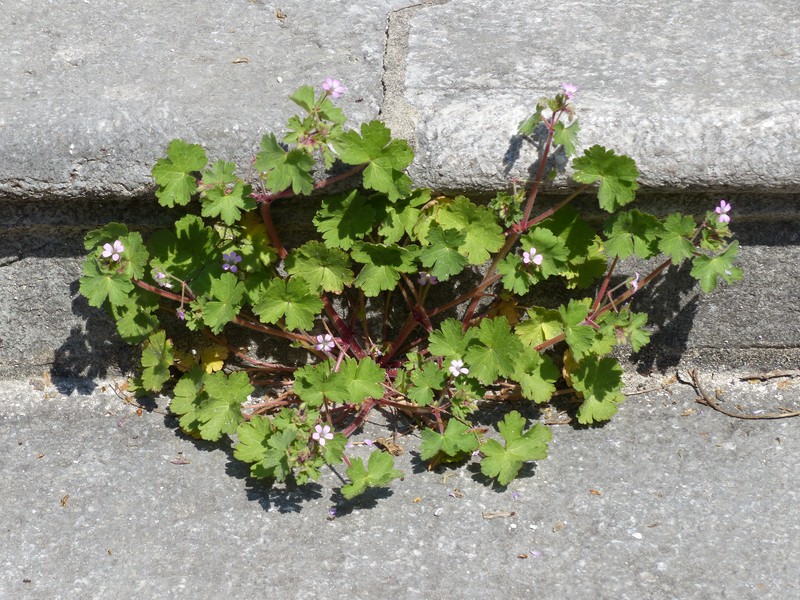 Roundleaf Geranium photo 5