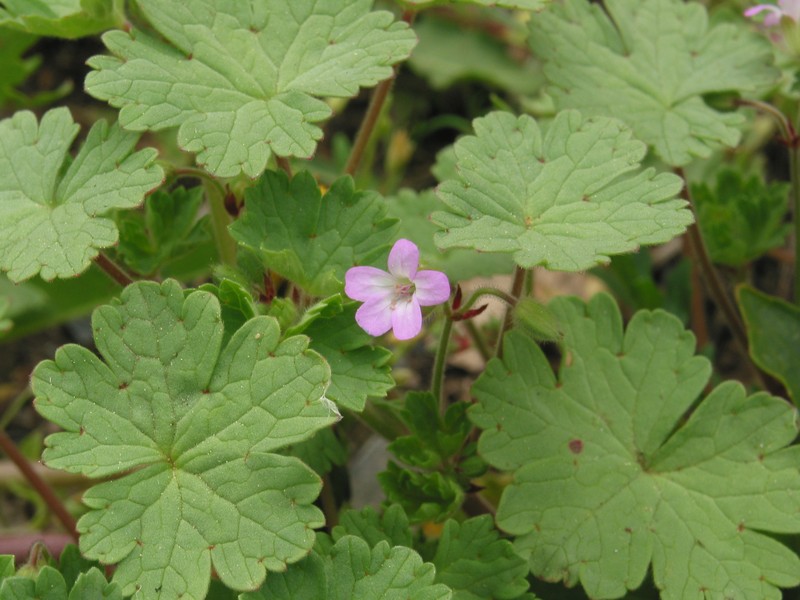 Roundleaf Geranium photo 2