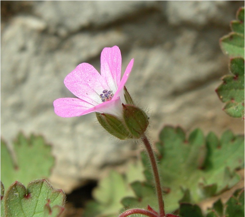 Roundleaf Geranium photo 3