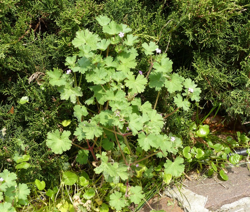 Roundleaf Geranium photo 4