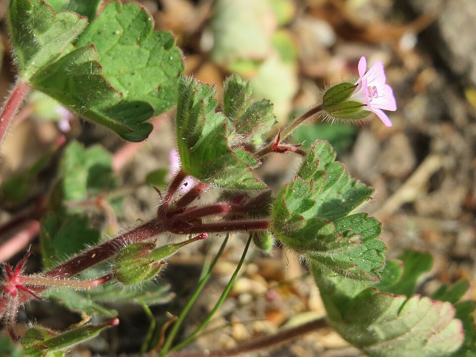 Roundleaf Geranium photo 6