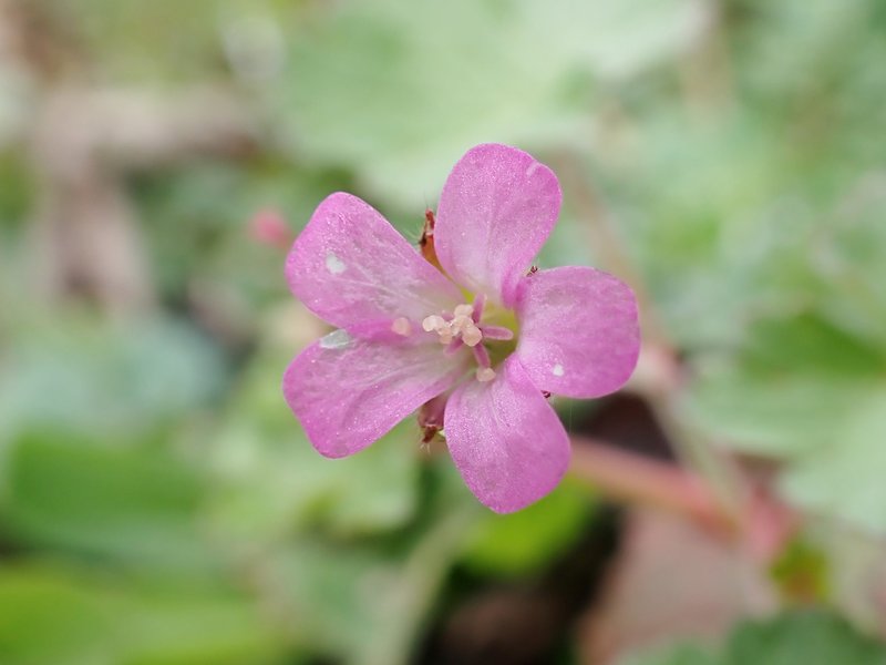 Roundleaf Geranium photo 7