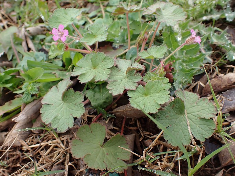 Roundleaf Geranium photo 8
