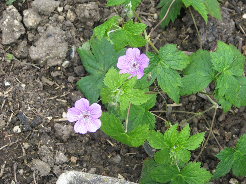 Geranium rubifolium
