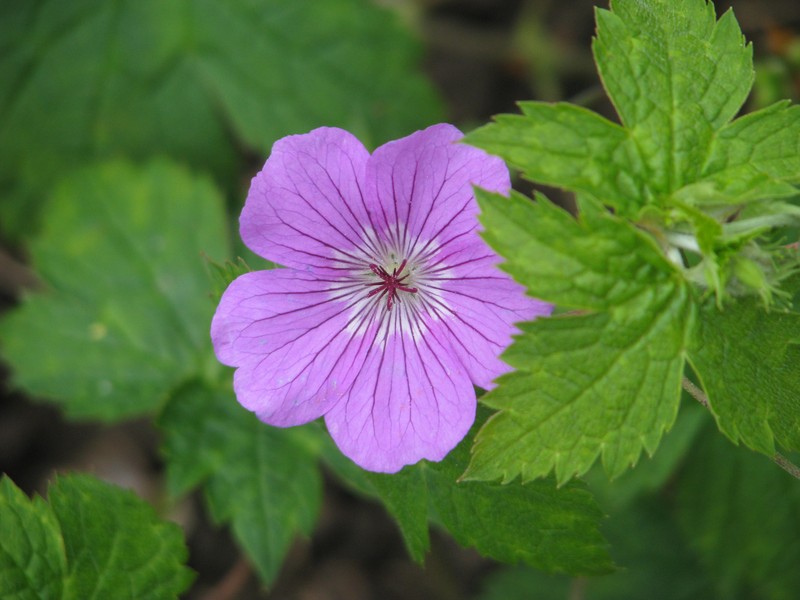 Geranium rubifolium photo 2