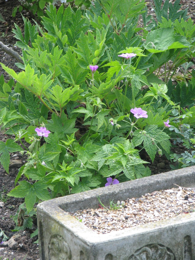 Geranium rubifolium photo 3