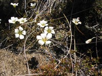 Geranium rubricum