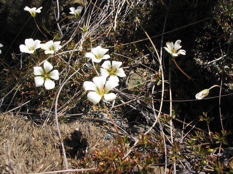 Geranium rubricum