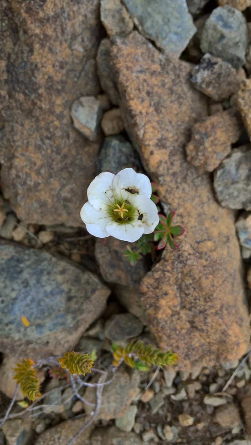 Geranium rubricum photo 2