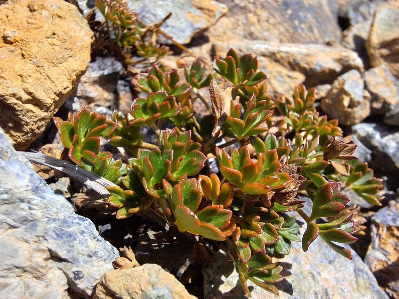 Geranium rubricum photo 3