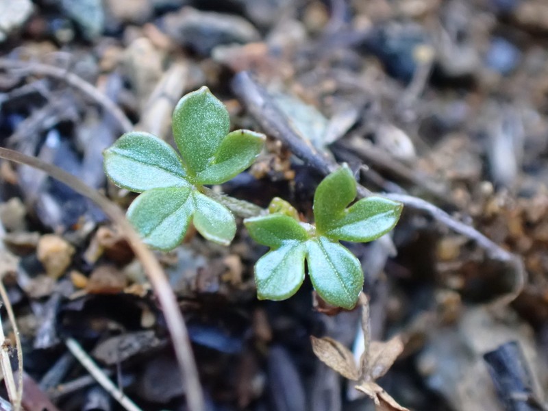 Geranium rubricum photo 5