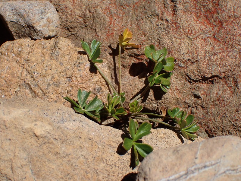 Geranium rubricum photo 6