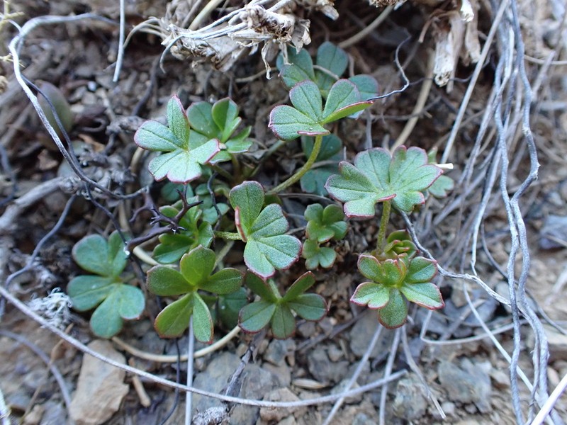 Geranium rubricum photo 7